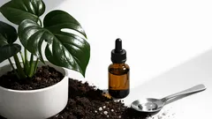 モンステラの肥料はどれくらいの頻度が正解？季節で変わる与え方の目安